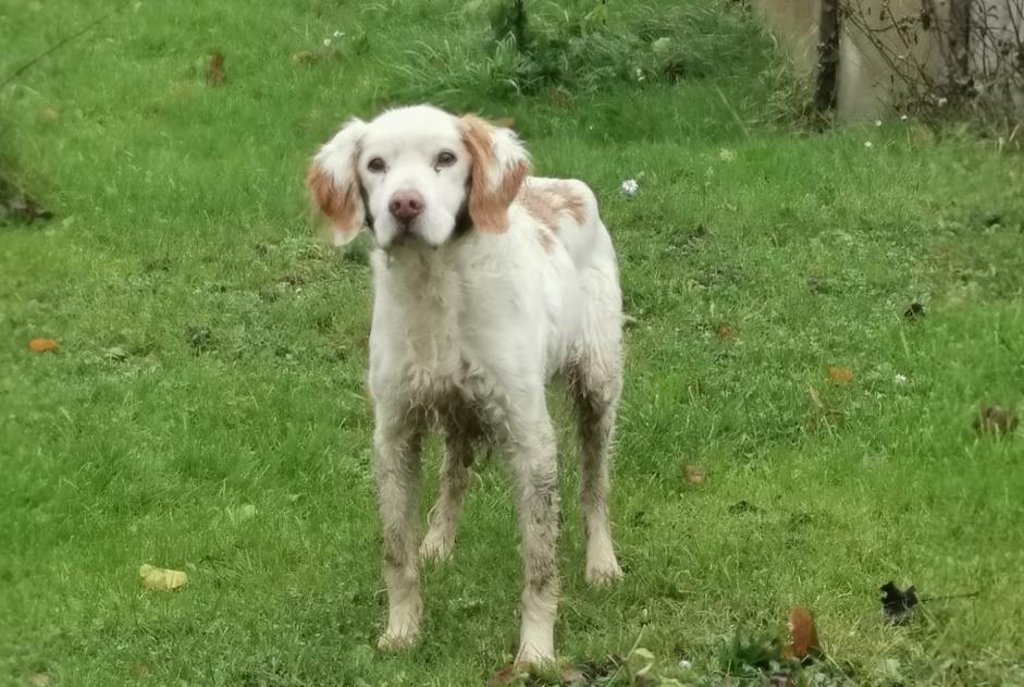 Fundmeldung Hund  Weiblich Clastres Frankreich