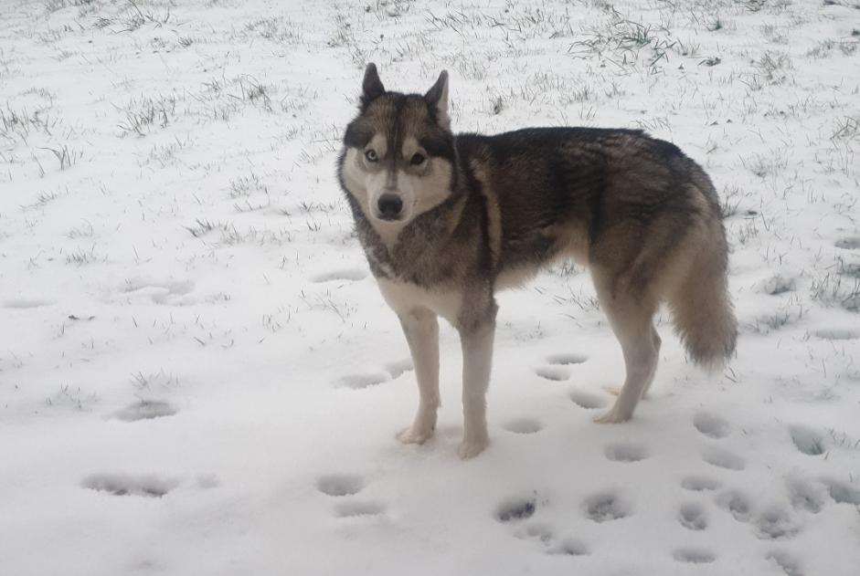 Vermisstmeldung Hund  Männliche , 8 jahre Hantay Frankreich