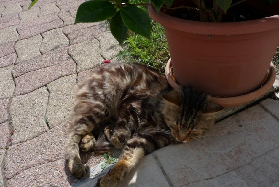 Fundmeldung Katze Unbekannt Eppes Frankreich