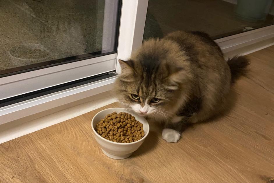 Fundmeldung Katze Unbekannt Orléans Frankreich