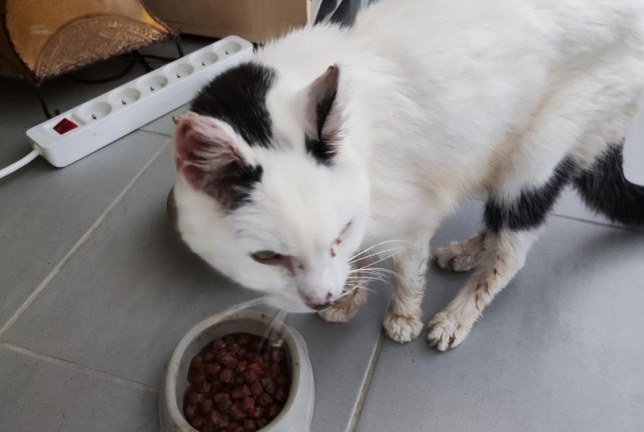 Discovery alert Cat Male Montfort-sur-Meu France