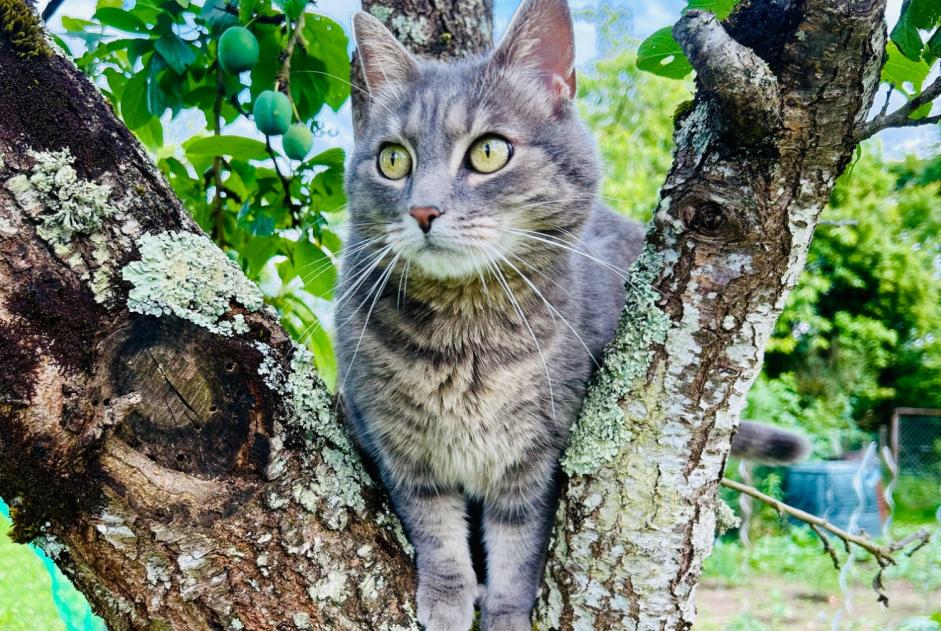 Alerta de Desaparición Gato Hembra , 5 años Saint-Jean-de-Braye Francia