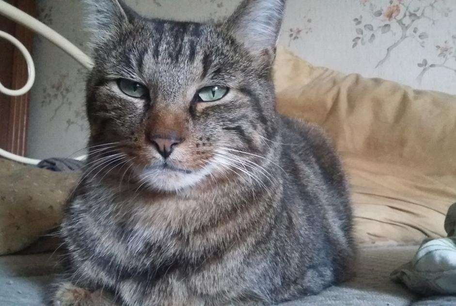 Alerta de Desaparición Gato Macho , 8 años Talon Francia