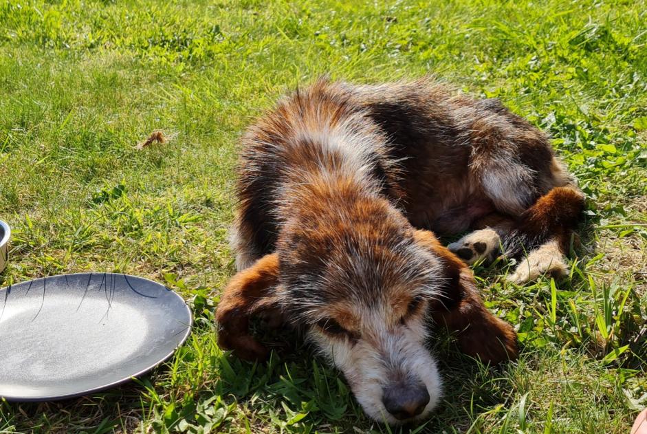 Alerta de Hallazgo Perro cruce Macho Le Conquet Francia