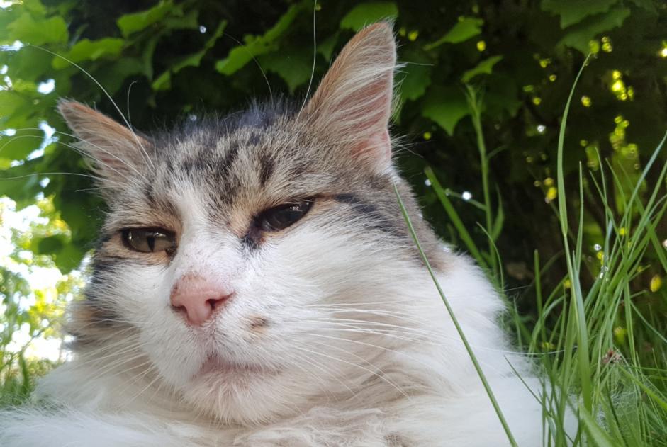 Alerte Disparition Chat  Mâle , 11 ans Orléans France