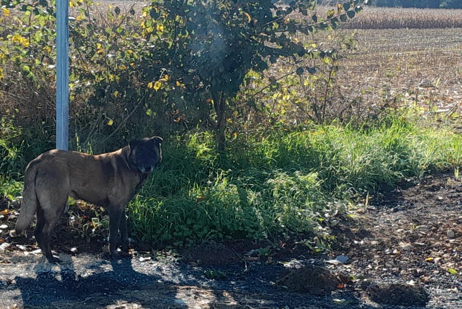 Alerta descoberta Cão  Desconhecido Benet France