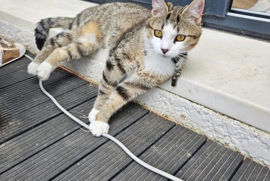 Alerta desaparecimento Gato  Fêmea , 1 anos Brens France