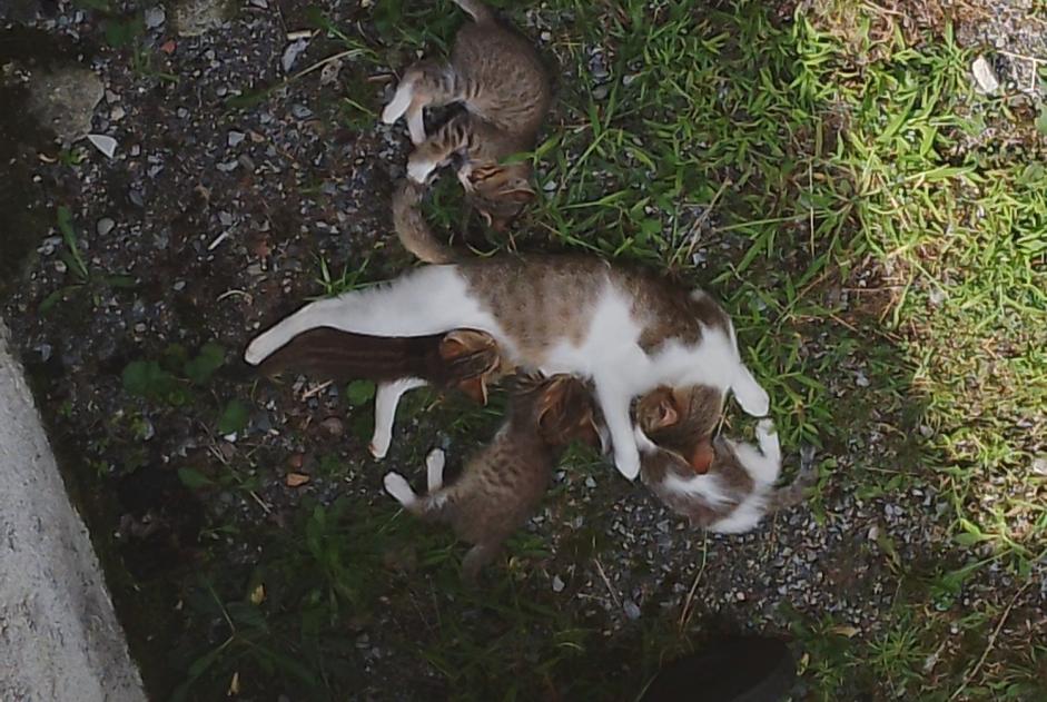 Alerta descoberta Gato  Fêmea Lestelle-Bétharram France